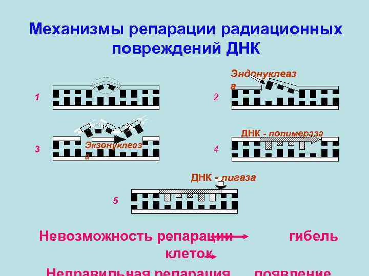 Механизмы репарации радиационных повреждений ДНК Эндонуклеаз а 1 2 ДНК - полимераза 3 Экзонуклеаз