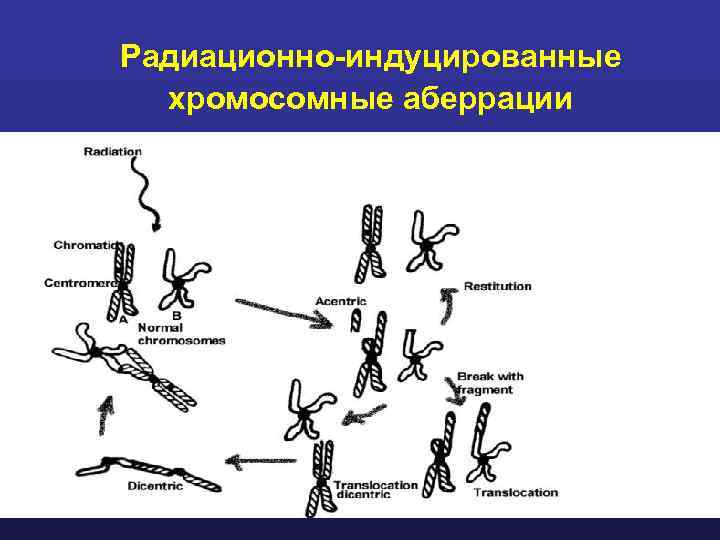 Радиационно-индуцированные хромосомные аберрации 