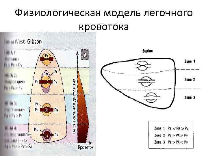 Физиологическая модель легочного кровотока 