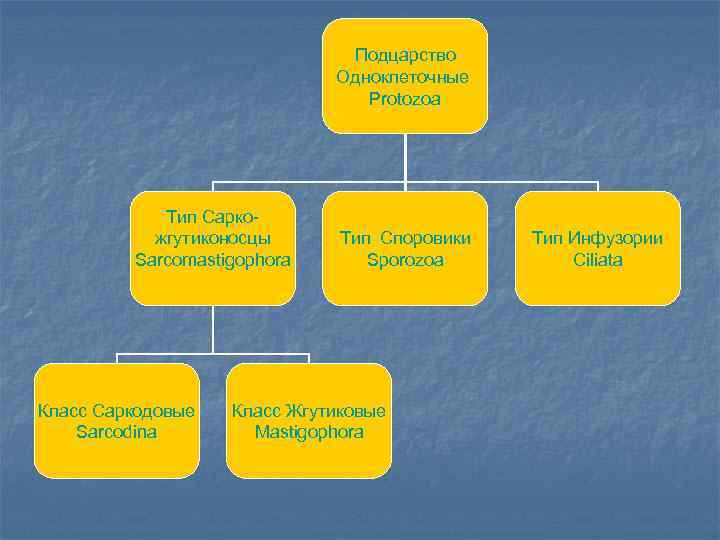 Подцарство Одноклеточные Protozoa Тип Саркожгутиконосцы Sarcomastigophora Класс Саркодовые Sarcodina Тип Споровики Sporozoa Класс Жгутиковые