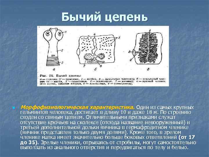 Бычий цепень n Морфофизиологическая характеристика. Один из самых крупных гельминтов человека, достигает в длину