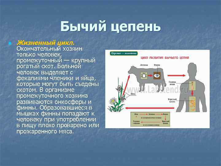 Бычий цепень n Жизненный цикл. Окончательный хозяин только человек, промежуточный — крупный рогатый скот.