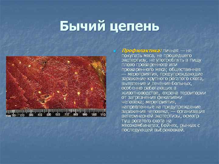 Бычий цепень n Профилактика: личная — не покупать мяса, не прошедшего экспертизу, не употреблять