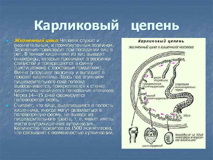 Карликовый цепень n n Жизненный цикл. Человек служит и окончательным, и промежуточным хозяином. Заражение