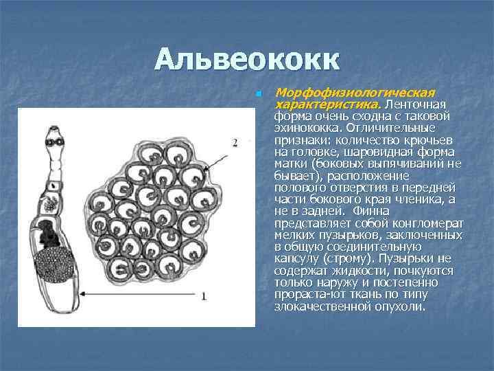 Альвеококк n Морфофизиологическая характеристика. Ленточная форма очень сходна с таковой эхинококка. Отличительные признаки: количество