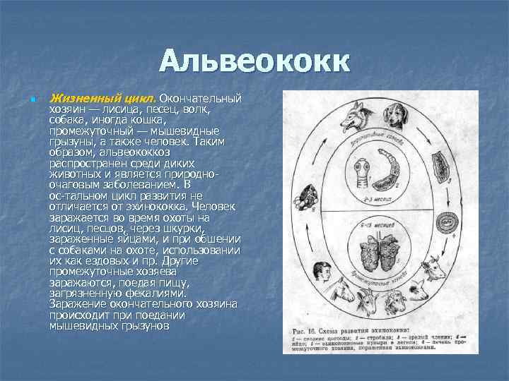 Альвеококк n Жизненный цикл. Окончательный хозяин — лисица, песец, волк, собака, иногда кошка, промежуточный