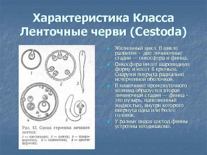 Характеристика Класса Ленточные черви (Cestoda) n n Жизненный цикл. В цикле развития две личиночные