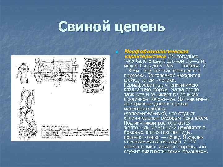 Свиной цепень n Морфофизиологическая характеристика. Лентовидное тело белого цвета длиной 1, 5— 2 м,