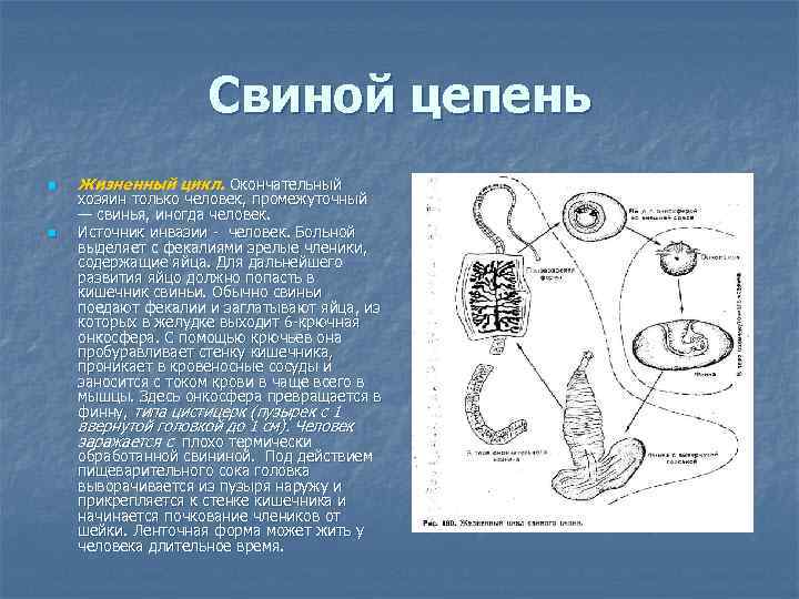 Свиной цепень n n Жизненный цикл. Окончательный хозяин только человек, промежуточный — свинья, иногда