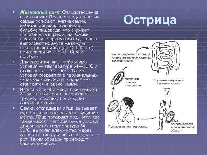 § Жизненный цикл. Оплодотворение § § § в кишечнике. После оплодотворения самцы погибают. Матка