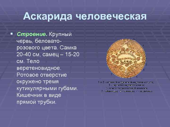 Аскарида человеческая § Строение. Крупный червь, беловаторозового цвета. Самка 20 -40 см, самец –