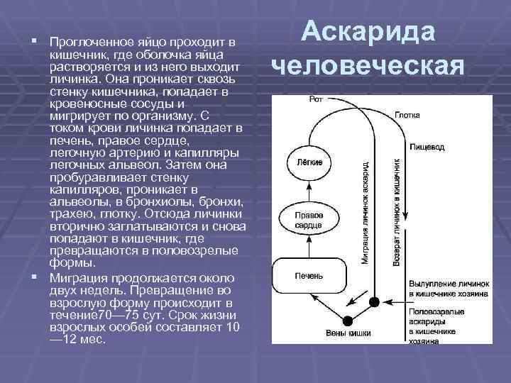 § Проглоченное яйцо проходит в кишечник, где оболочка яйца растворяется и из него выходит