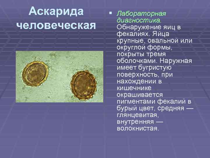 Аскарида человеческая § Лабораторная диагностика. Обнаружение яиц в фекалиях. Яйца крупные, овальной или округлой