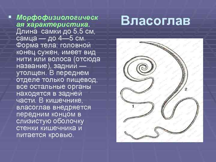 § Морфофизиологическ ая характеристика. Длина самки до 5, 5 см, самца — до 4—