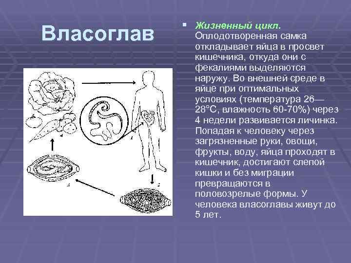 Власоглав § Жизненный цикл. Оплодотворенная самка откладывает яйца в просвет кишечника, откуда они с