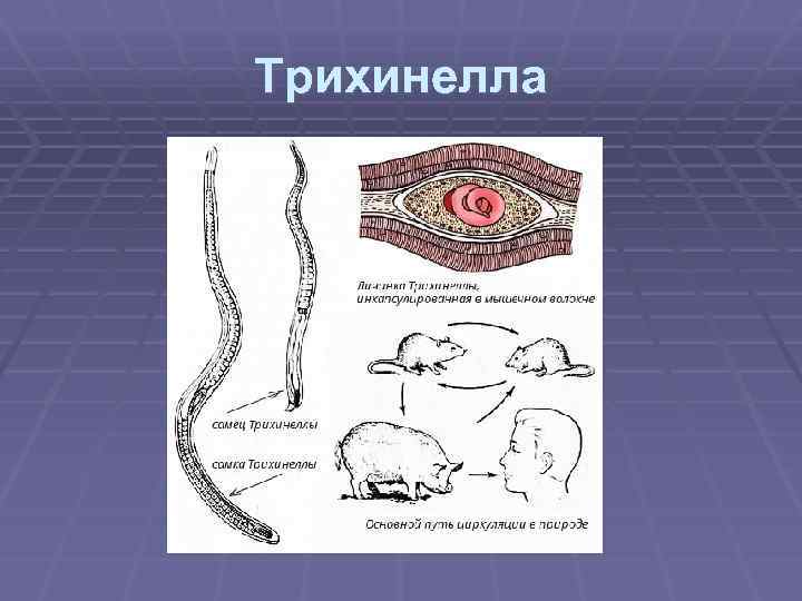 Трихинелла 