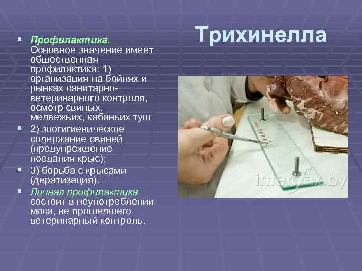 § Профилактика. Основное значение имеет общественная профилактика: 1) организация на бойнях и рынках санитарноветеринарного