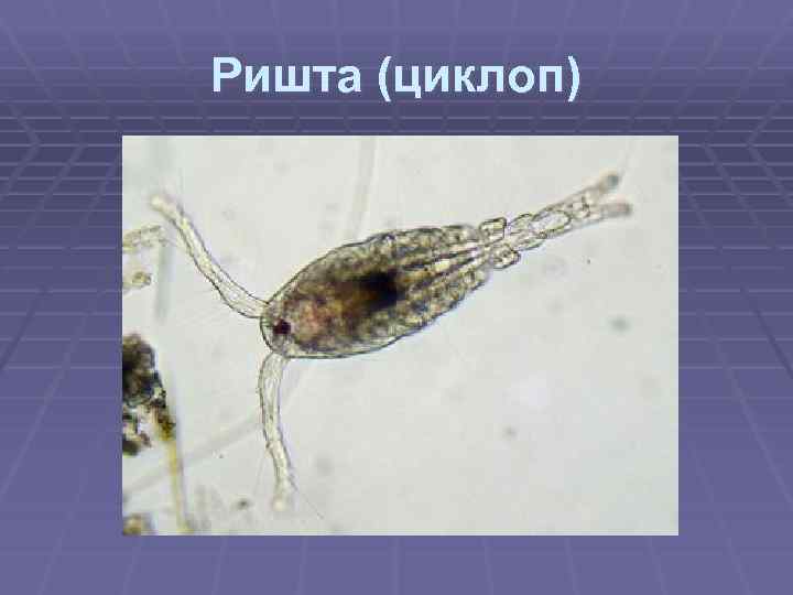 Ришта (циклоп) 