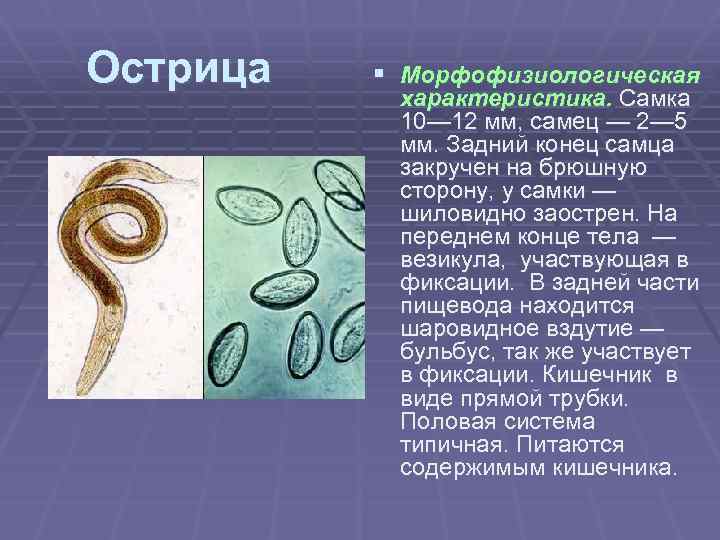 Острица § Морфофизиологическая характеристика. Самка 10— 12 мм, самец — 2— 5 мм. Задний