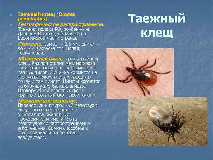 n n n Таежный клещ (Ixodes persulcatus). Географическое распространение. Таежная полоса РФ, особенно на