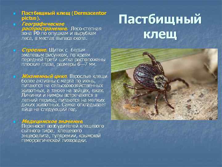 n n Пастбищный клещ (Dermacentor pictus). Географическое распространение. Лесо-степная зона РФ по опушкам и