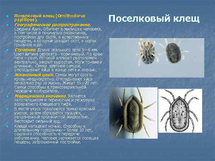 n n n n Поселковый клещ (Ornithodorus papilliреs). Географическое распространение. Средняя Азия. Обитает в