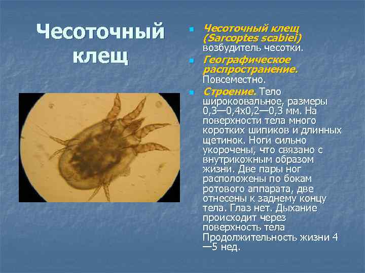 Чесоточный клещ n Чесоточный клещ (Sarcoptes scabiei) возбудитель чесотки. n n Географическое распространение. Повсеместно.