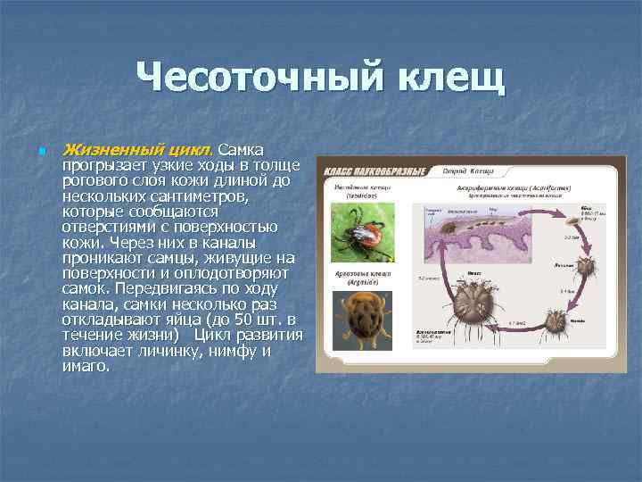 Чесоточный клещ n Жизненный цикл. Самка прогрызает узкие ходы в толще рогового слоя кожи