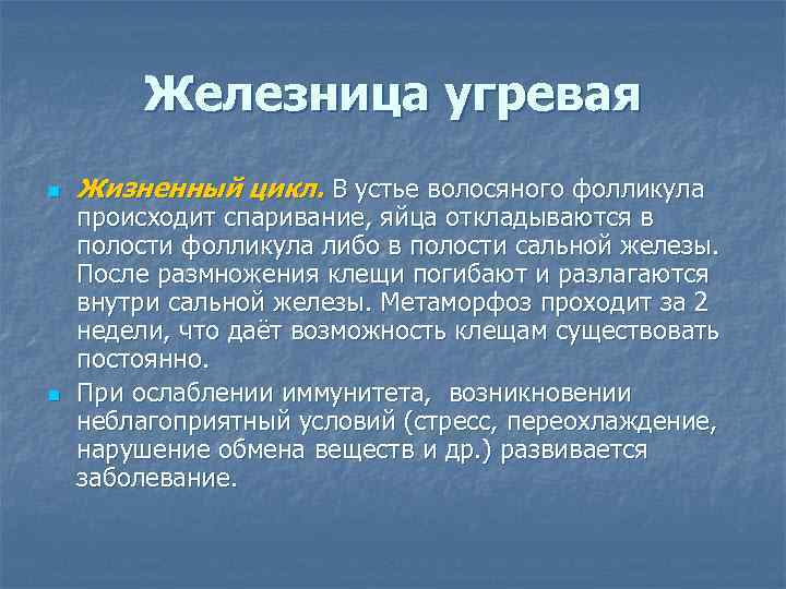 Железница угревая n n Жизненный цикл. В устье волосяного фолликула происходит спаривание, яйца откладываются