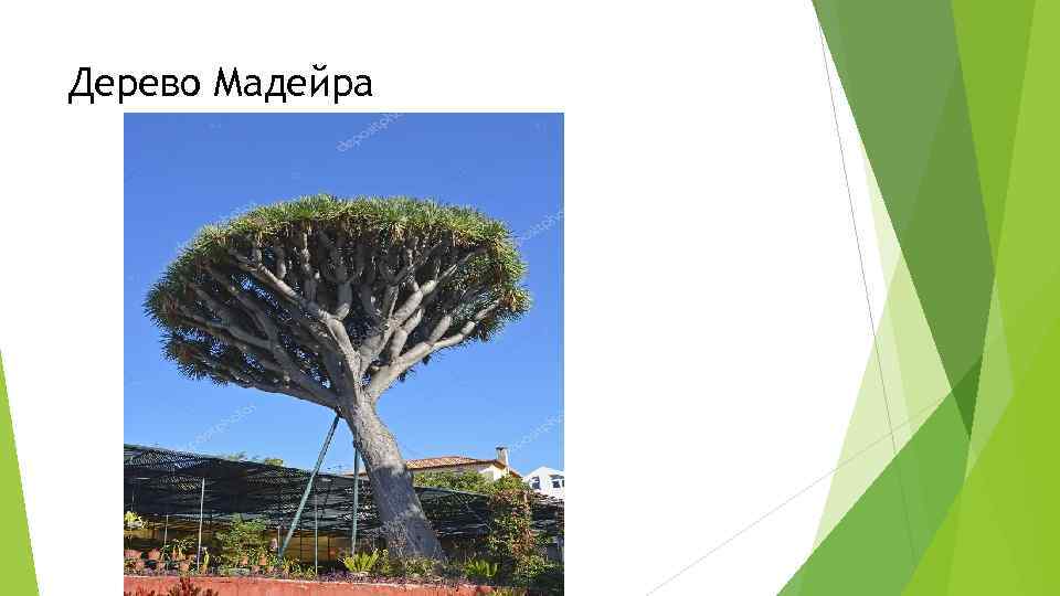 Дерево Мадейра 