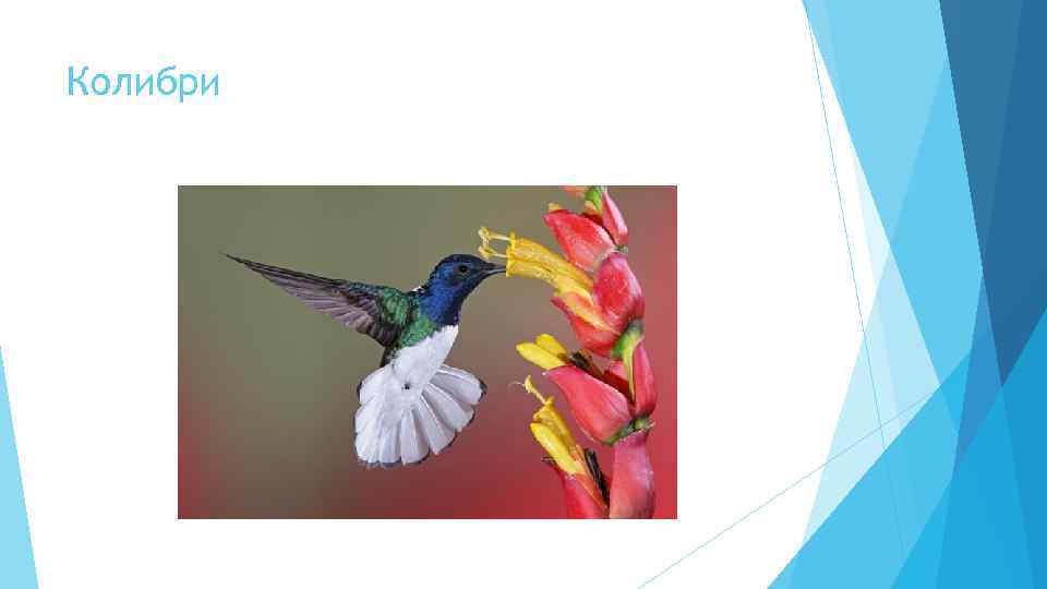 Колибри 