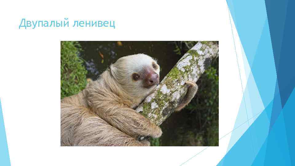 Двупалый ленивец 