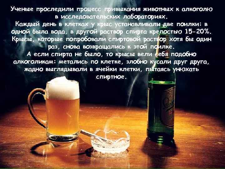 Ученые проследили процесс привыкания животных к алкоголю в исследовательских лабораториях. Каждый день в клетках