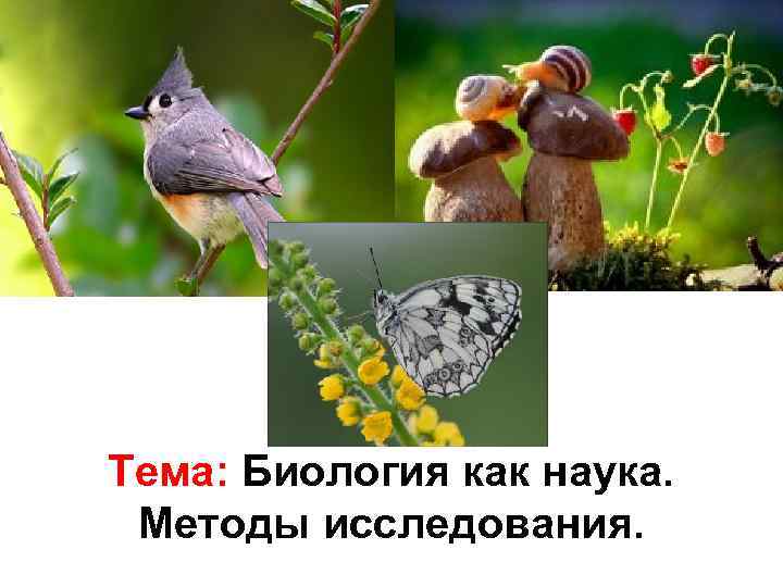 Тема: Биология как наука. Методы исследования. 