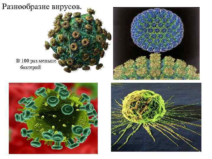 Разнообразие вирусов. В 100 раз меньше бактерий 