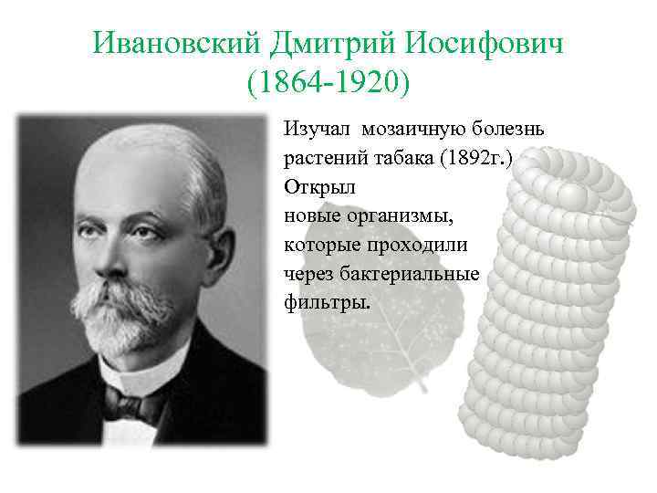 Ивановский Дмитрий Иосифович (1864 -1920) Изучал мозаичную болезнь растений табака (1892 г. ). Открыл