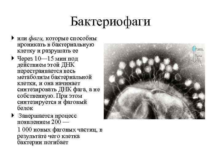 Бактериофаги или фаги, которые способны проникать в бактериальную клетку и разрушать ее Через 10—