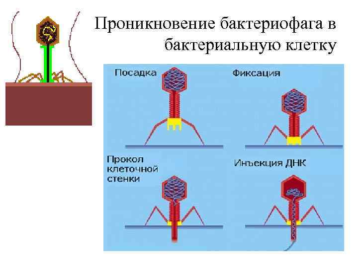 Проникновение бактериофага в бактериальную клетку 