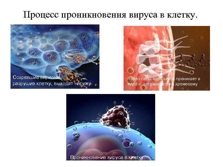 Процесс проникновения вируса в клетку. Созревшие вирионы, разрушив клетку, выходят наружу Через поры ядра