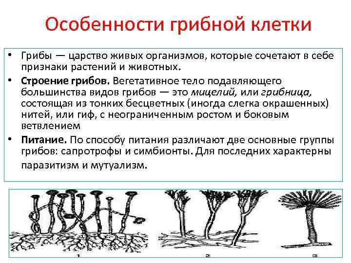 Особенности грибной клетки • Грибы — царство живых организмов, которые сочетают в себе признаки