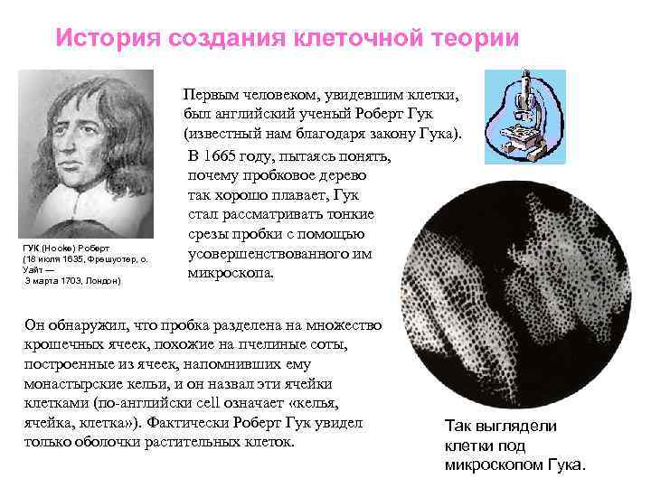 История создания клеточной теории ГУК (Hooke) Роберт (18 июля 1635, Фрешуотер, о. Уайт —
