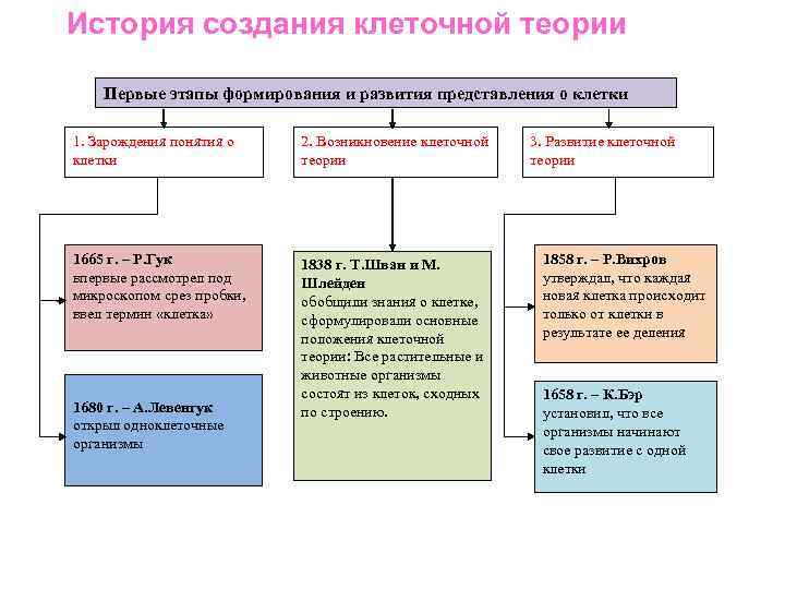 История создания клеточной теории Первые этапы формирования и развития представления о клетки 1. Зарождения