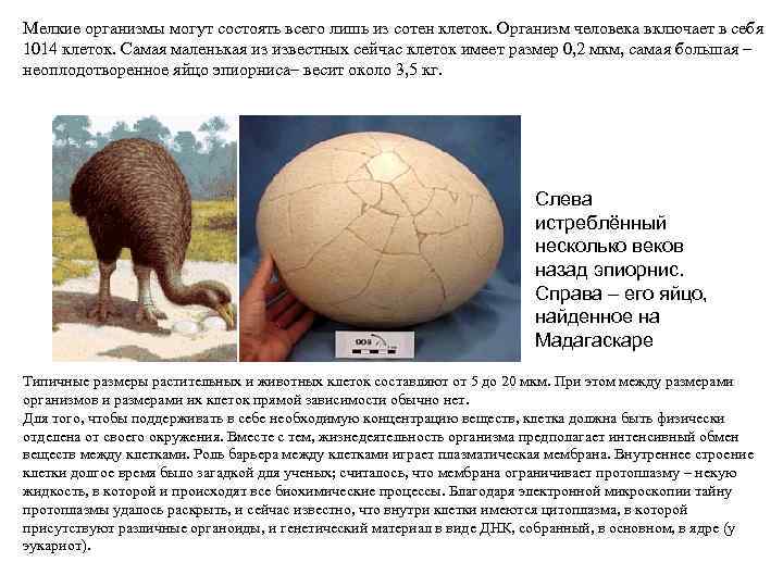 Мелкие организмы могут состоять всего лишь из сотен клеток. Организм человека включает в себя