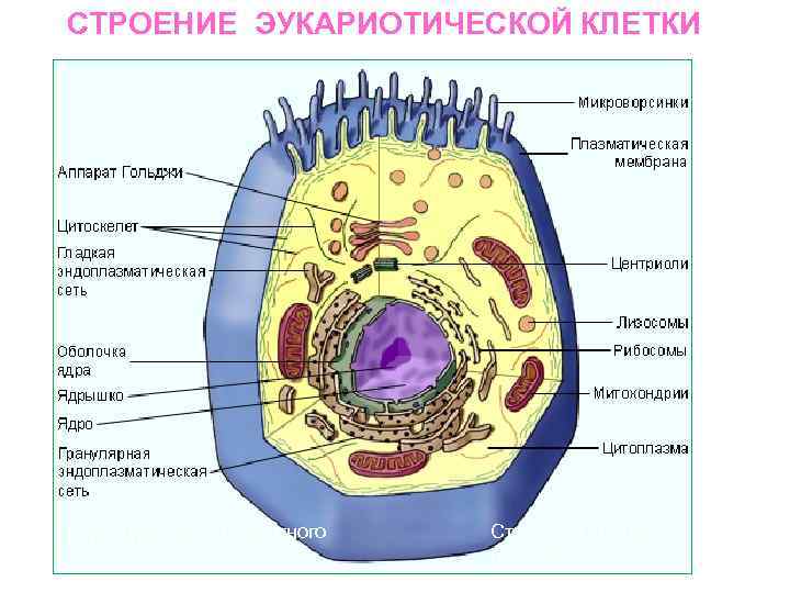 СТРОЕНИЕ ЭУКАРИОТИЧЕСКОЙ КЛЕТКИ Строение клетки является одним из важных принципов классификации организмов. Структура клетки