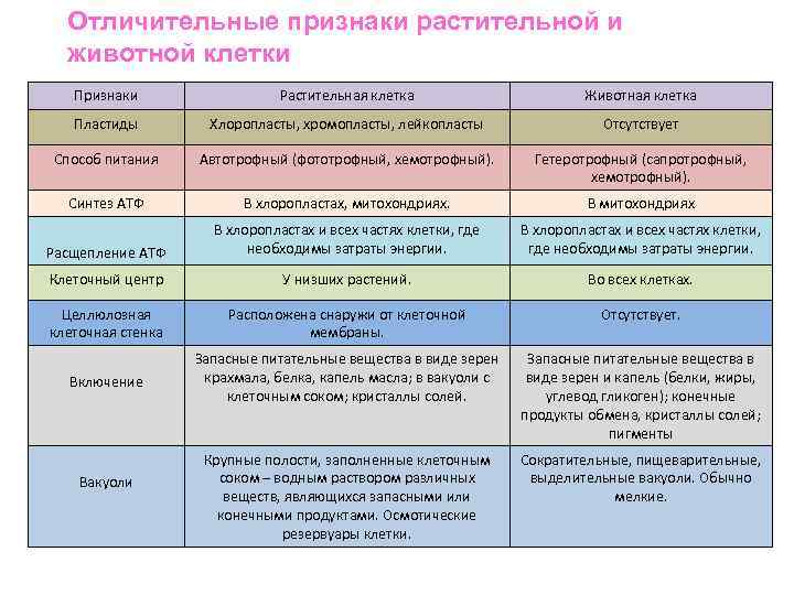 Отличительные признаки растительной и животной клетки Признаки Растительная клетка Животная клетка Пластиды Хлоропласты, хромопласты,