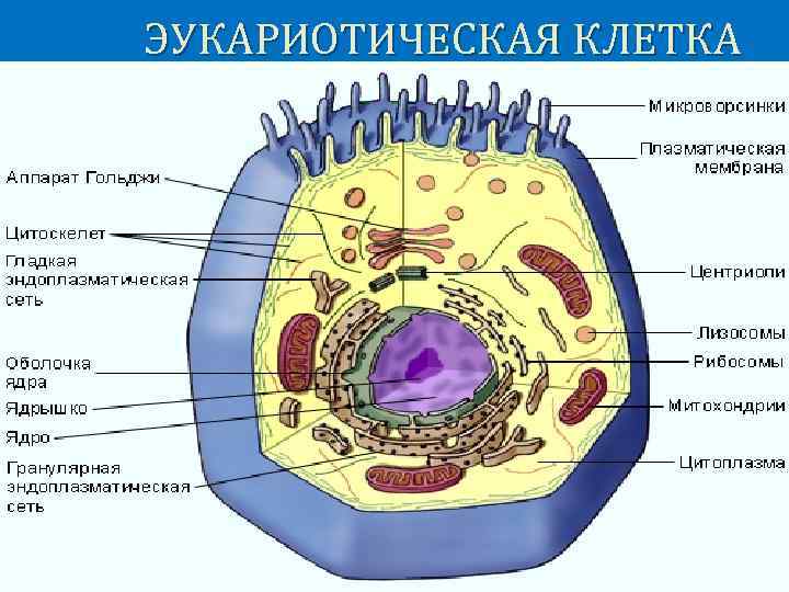 ЭУКАРИОТИЧЕСКАЯ КЛЕТКА 