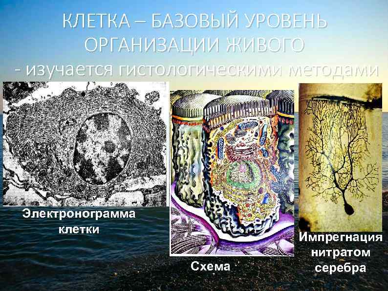 КЛЕТКА – БАЗОВЫЙ УРОВЕНЬ ОРГАНИЗАЦИИ ЖИВОГО - изучается гистологическими методами Электронограмма клетки Схема Импрегнация