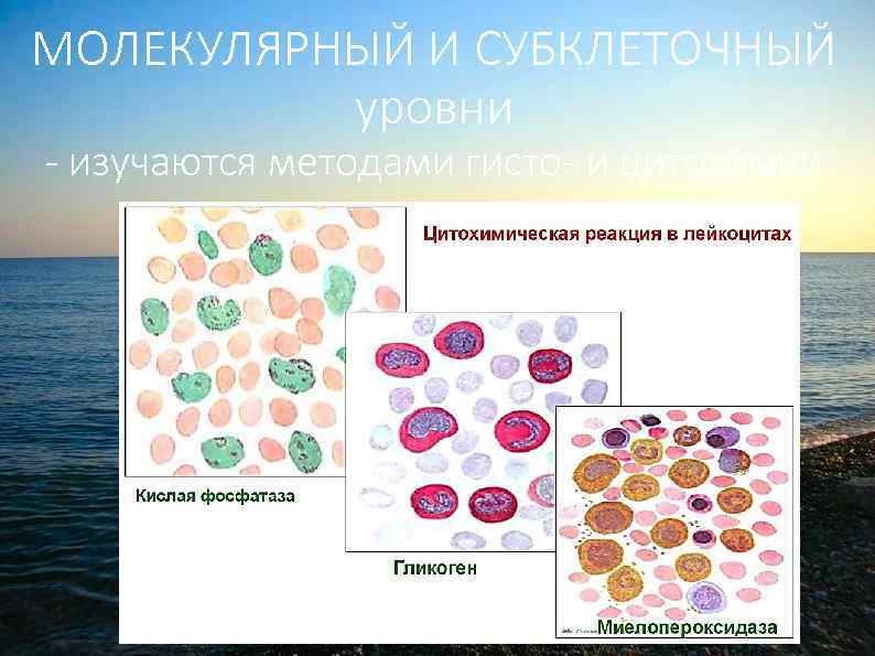 МОЛЕКУЛЯРНЫЙ И СУБКЛЕТОЧНЫЙ уровни - изучаются методами гисто- и цитохимии 