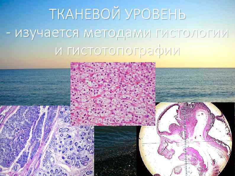 ТКАНЕВОЙ УРОВЕНЬ - изучается методами гистологии и гистотопографии 