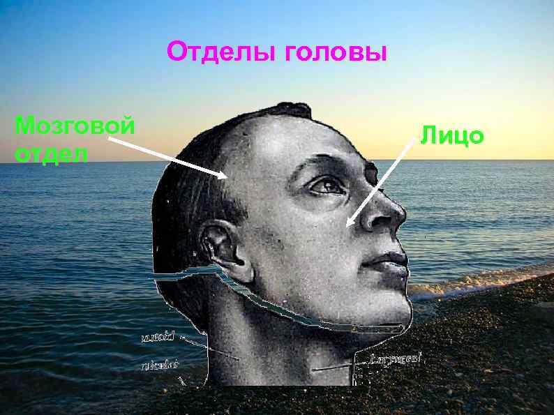 Отделы головы Мозговой отдел Лицо 